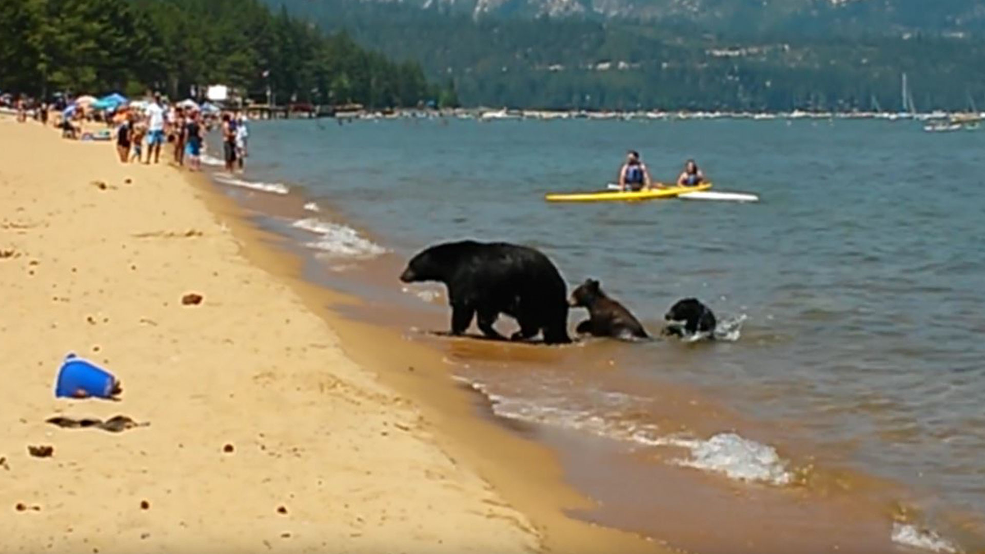 Mama Bear Takes Her 2 Cubs For A Swim In California In The Middle Of The Day