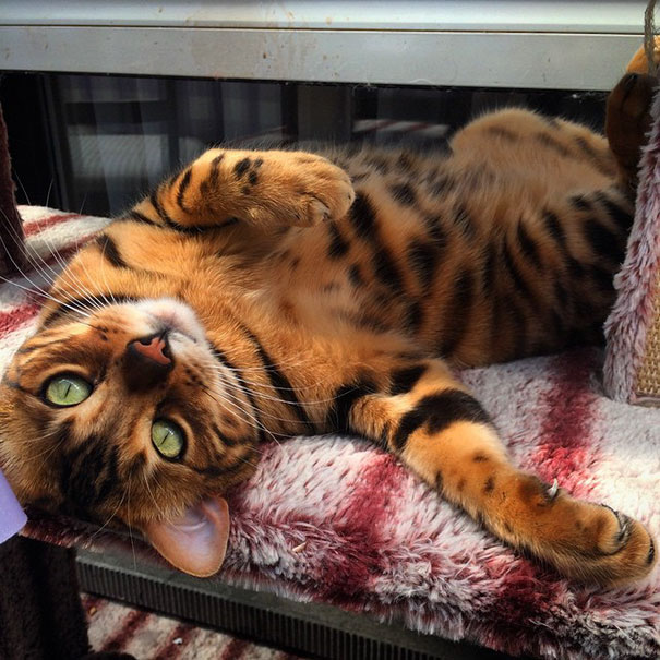 Meet Thor, The Bengal Cat With Purrfectly Beautiful Fur