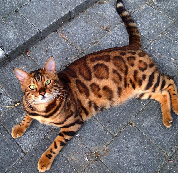 bengal-cat-spots-fur-thor-15
