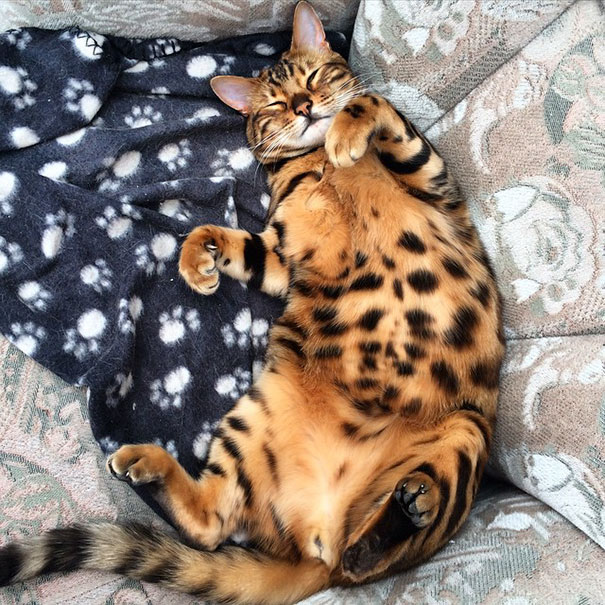 Meet Thor, The Bengal Cat With Purrfectly Beautiful Fur