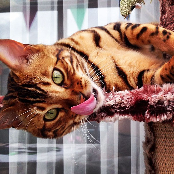 Bengal Cat With Tongue Out