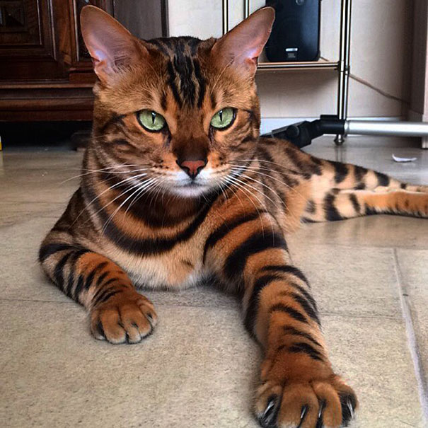 Beautiful Bengal Cat Posing