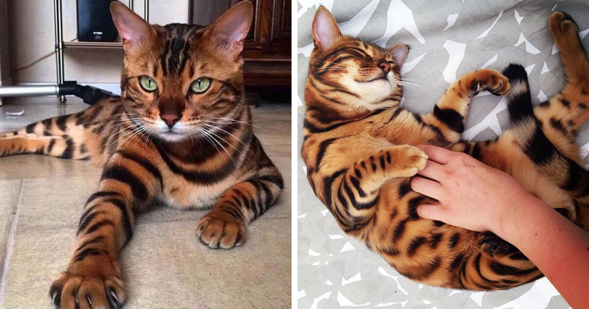 Meet Thor The Bengal Cat With Purrfectly Beautiful Fur Bored Panda