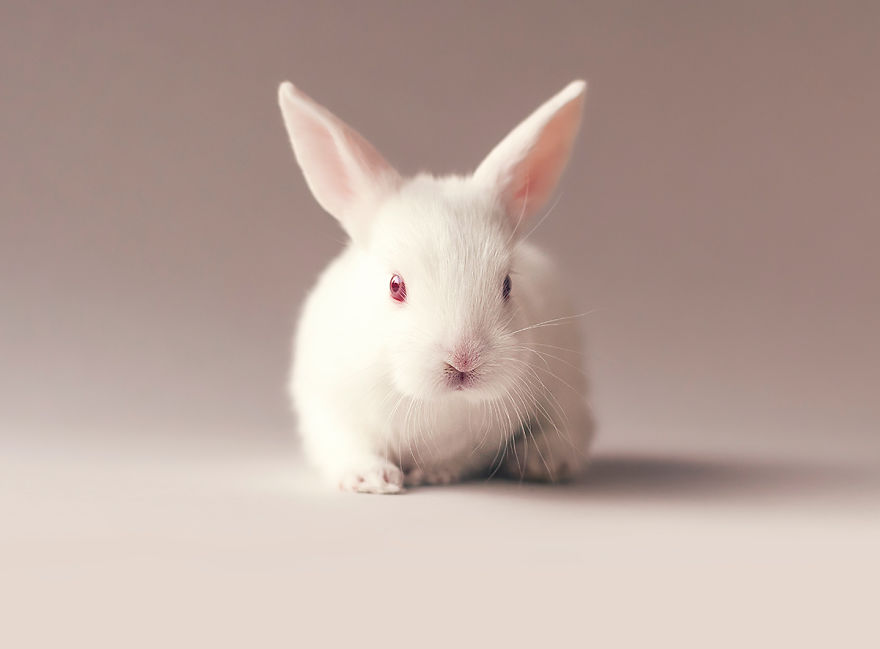 I Did A Newborn Photo Shoot With My Baby Bunny