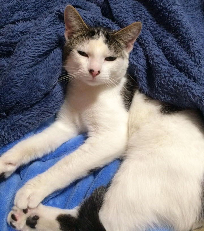 Cat Rescued Hours Before Death Row, Can’t Stop Thanking His Rescuer On Their Way Home