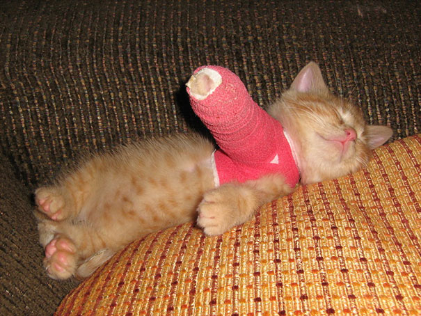 cat-broken-arm-cast