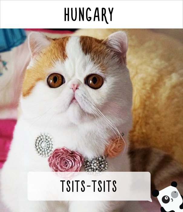 How People Call Cats In Hungary