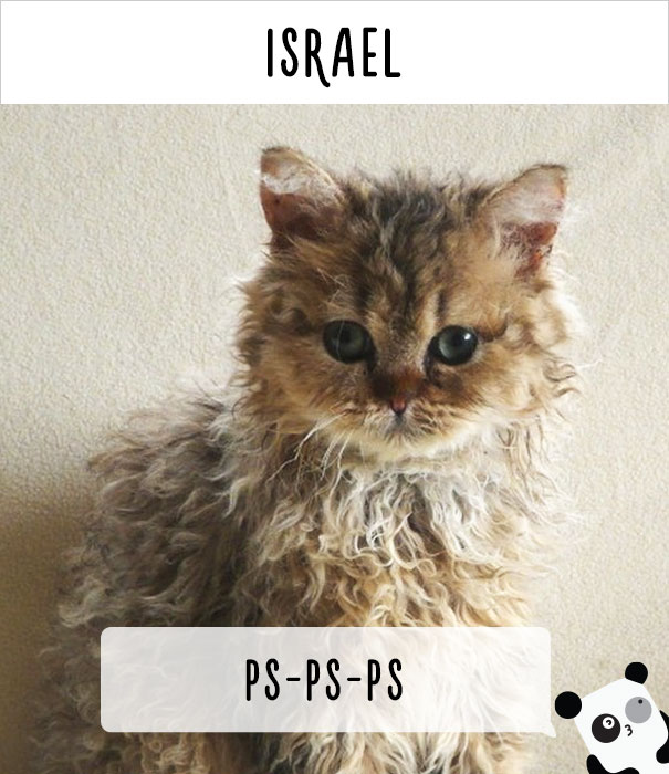 How People Call Cats In Israel