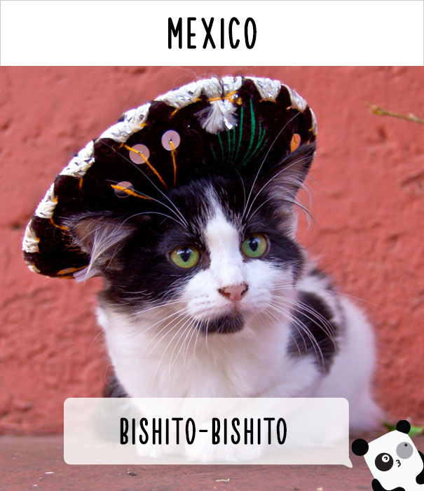 How People Call Cats In Mexico