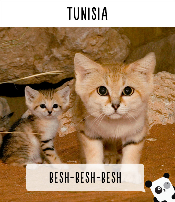 How People Call Cats In Tunisia
