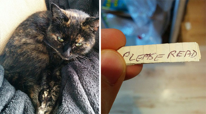Cat Owner Finds A Note Attached To Its Collar, Learns Her Secret