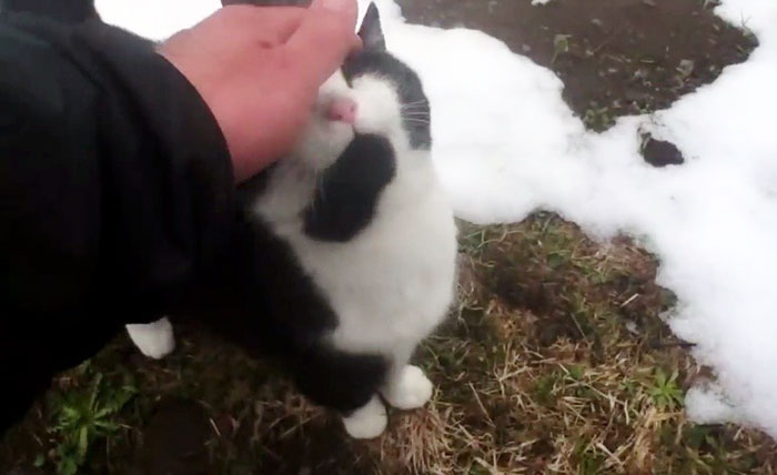 This Cat Guided A Lost Man Down A Mountain In Switzerland
