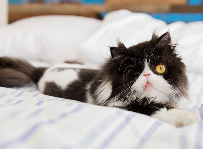 Meet Spaghettio, A Pirate Cat Who Lost Her Eye But Not Her Confidence