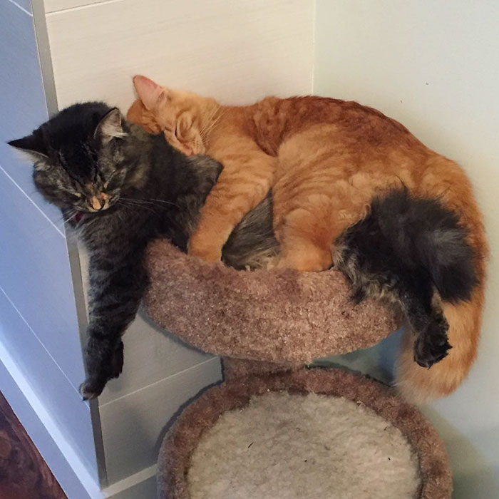 Inseparable Cats Insist On Sleeping Together Even After Outgrowing Their Bed