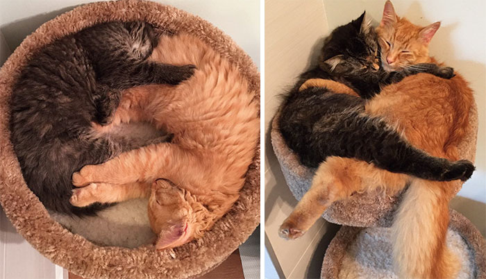 Inseparable Cats Insist On Sleeping Together Even After Outgrowing Their Bed