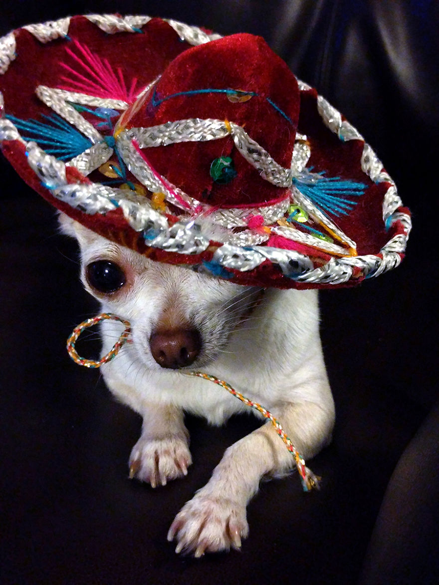 My Chihuahua And Her Sombrero