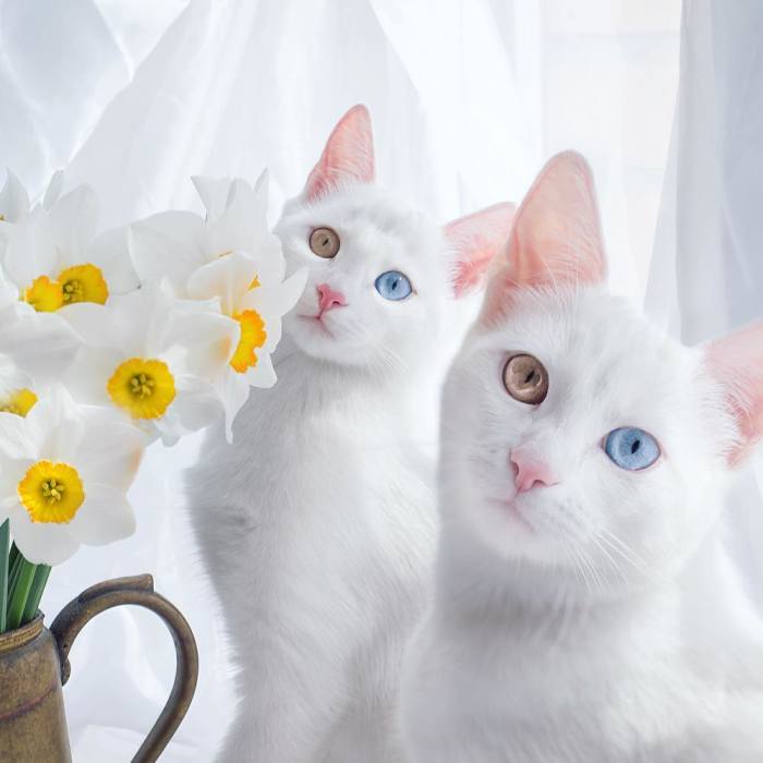 Meet The Most Beautiful Twin Cats In The World