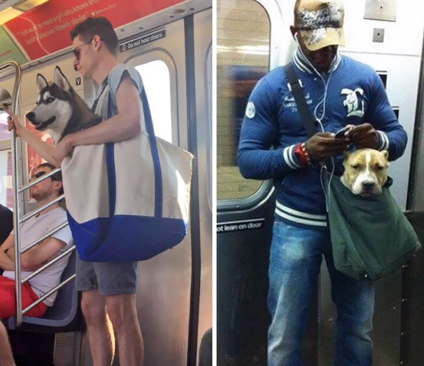 The New York Subway System Bans Canines Unless They Can Fit In A Small Bag, So These Guys Followed The Rules