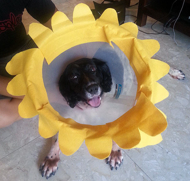 Our Dog Was Looking A Little Sad In His Cone Of Shame, So We Thought He'd Look Better As A Sunflower