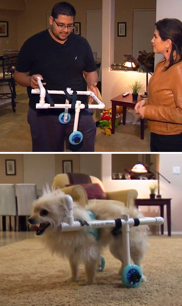 Man Created This Diy Wheelchair When Girlfriend´s Beloved Dog Sopped Walking