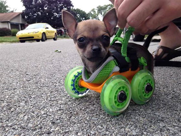 A Neighbor 3D Printed A Walker For His Crippled Little Buddy