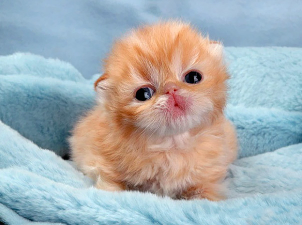 Cutest Fluffypuff