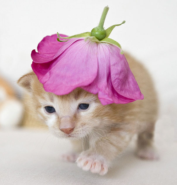 Kitten Is Rocking His Flower Hat
