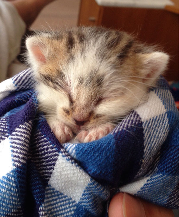 We Found This Fluffy Cat Crying All Alone In The Grass. He Was Only Two Weeks Old And Malnourished. This Was Taken After We Removed All The Ticks And Fleas And Gave Him A Bath