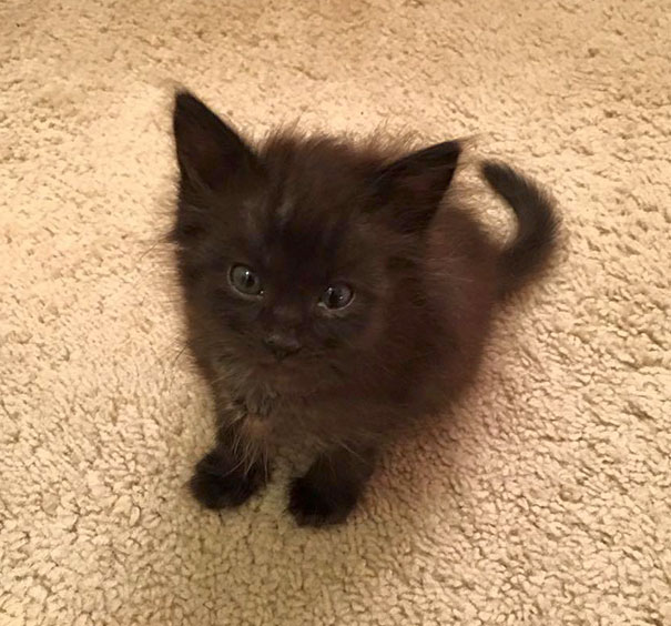Black Baby Kitten