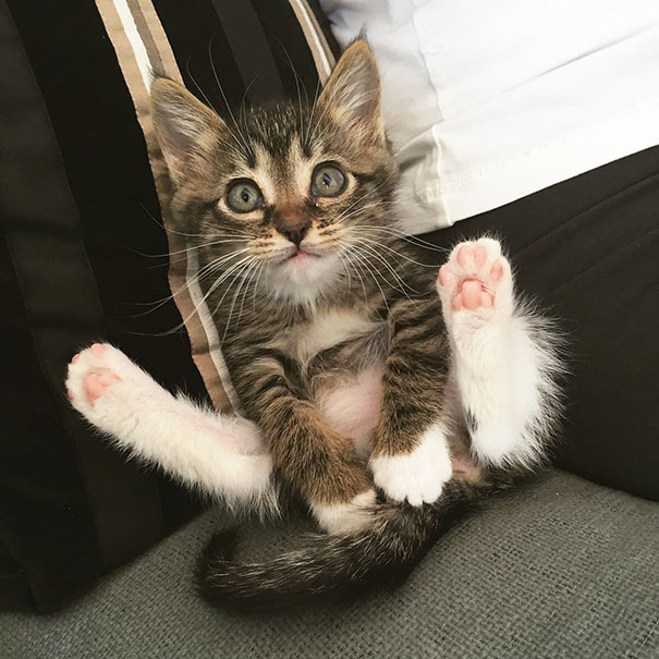 Yoga Kitten