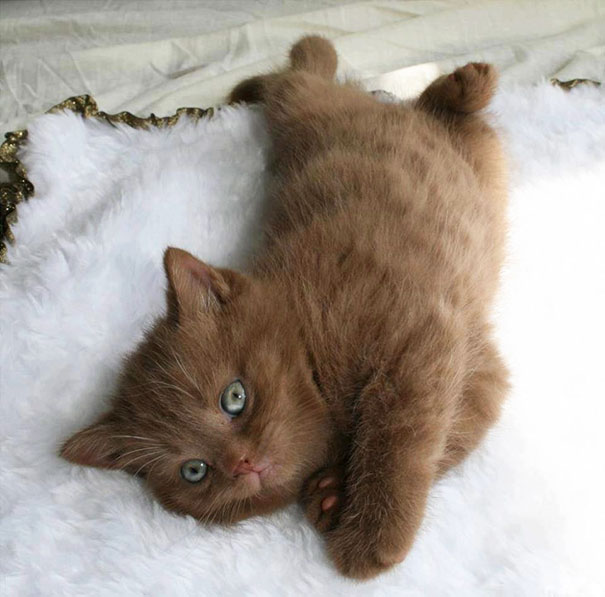 Cinnamon Kitten