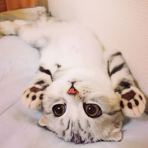 91 Of The Cutest Kittens Ever | Bored Panda