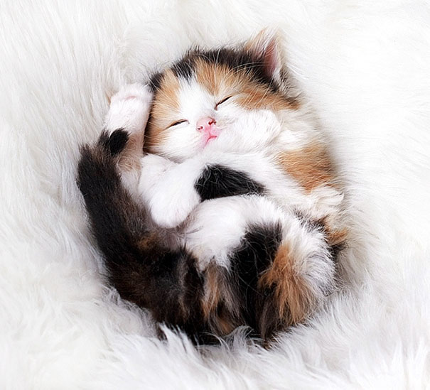 Sweet Dreams, Adorable Kitten