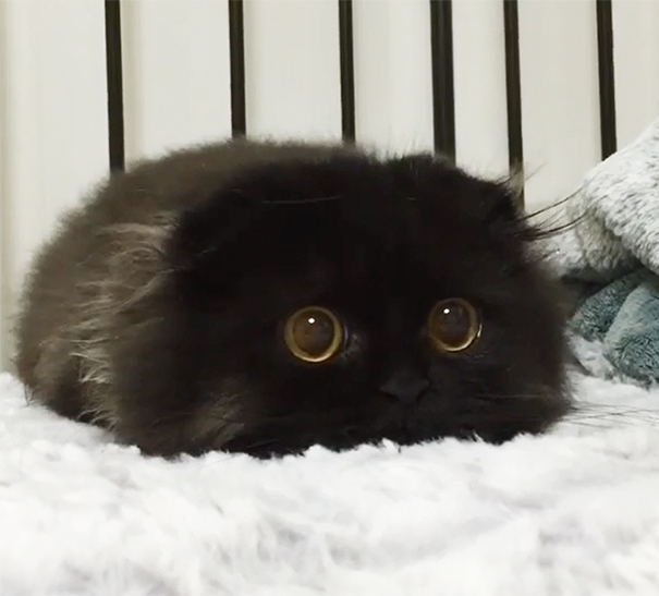Gimo, The Cute Cat With The Biggest Eyes Ever