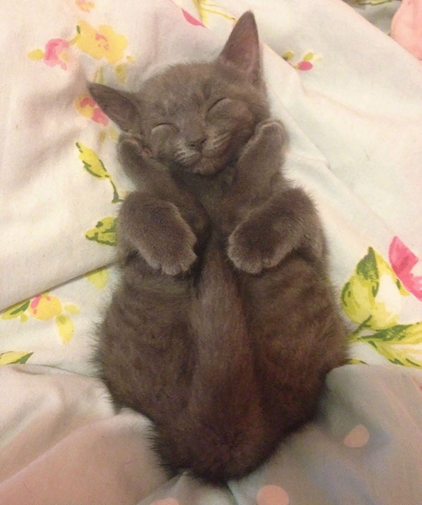 Happy Sleeping Yoga Kitten