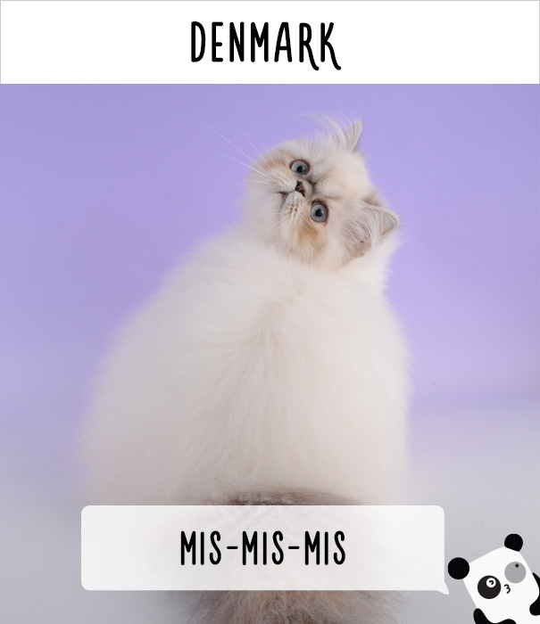 How People Call Cats In Denmark