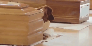 Dog Refuses To Leave Owner's Coffin After Horrific Italy Earthquake