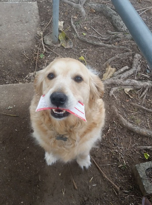 Dog Loves Getting Mail So Much That Postman Writes Her Letters Even When There's No Mail