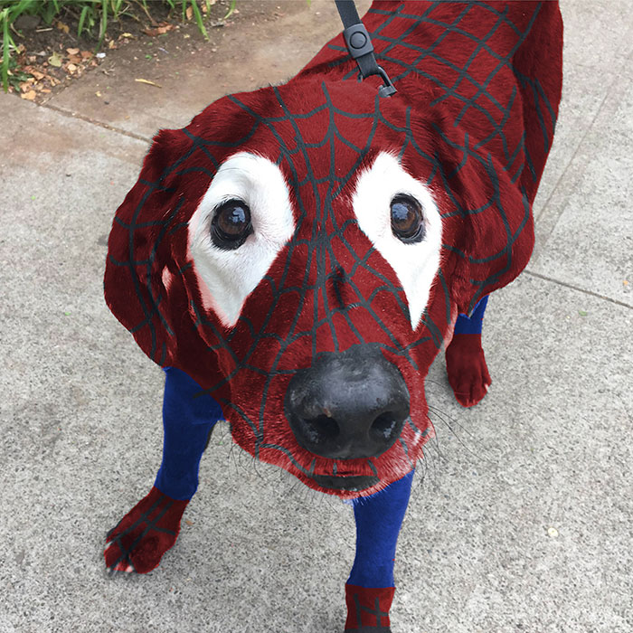 Spider Dog!
