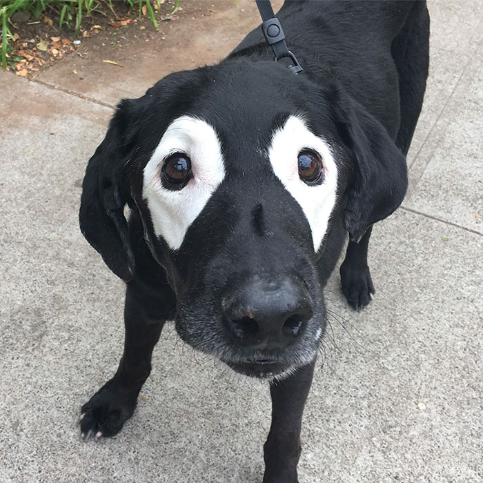 This Black Lab Is Slowly Turning White, So Internet Responds With Photoshop Battle