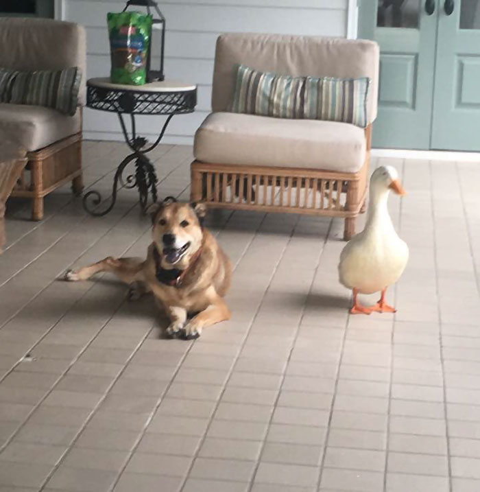 duck-saves-dog-depression-george-1