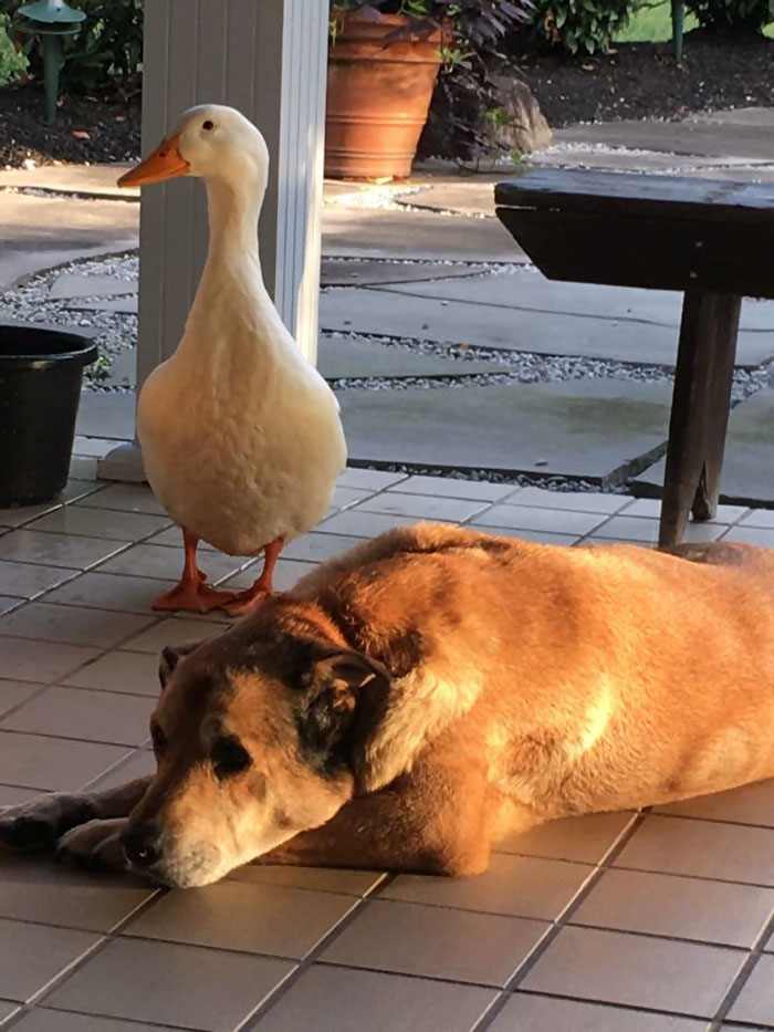 duck-saves-dog-depression-george-10