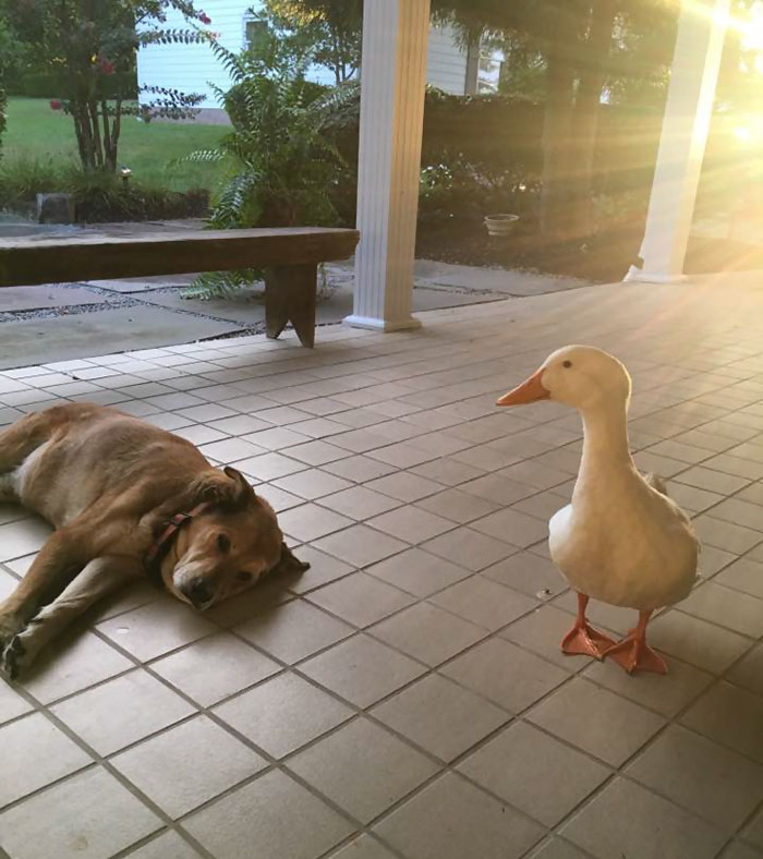 duck-saves-dog-depression-george-11