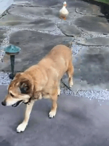 After This Dog's Best Friend Died, He Was Depressed For 2 Years But Then This Duck Showed Up