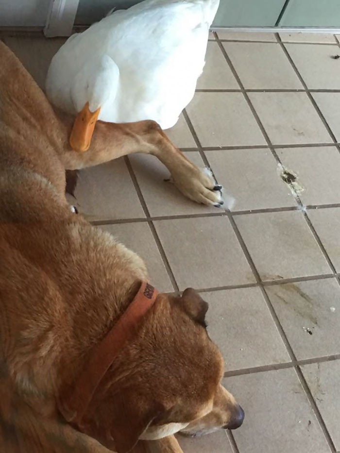 https://static.boredpanda.com/blog/wp-content/uploads/2016/08/duck-saves-dog-depression-george-4.jpg