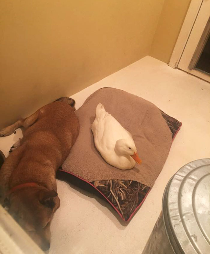 After This Dog's Best Friend Died, He Was Depressed For 2 Years But Then This Duck Showed Up
