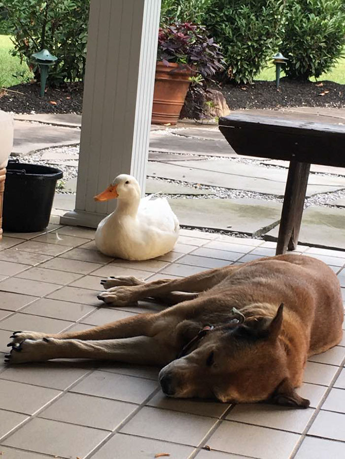 https://static.boredpanda.com/blog/wp-content/uploads/2016/08/duck-saves-dog-depression-george-6.jpg