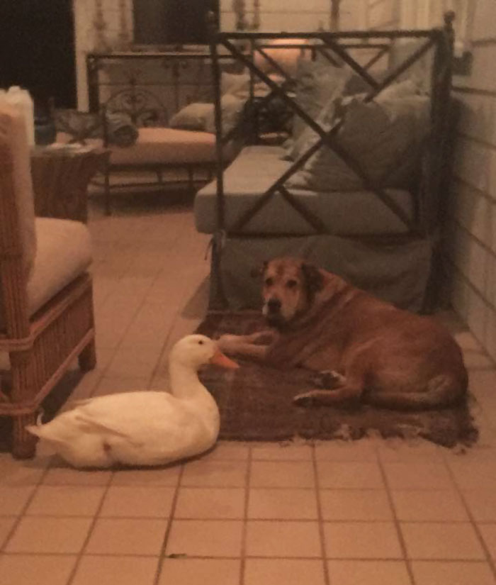 https://static.boredpanda.com/blog/wp-content/uploads/2016/08/duck-saves-dog-depression-george-9.jpg