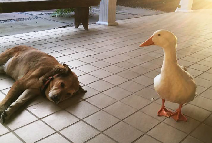 After This Dog’s Best Friend Died, He Was Depressed For 2 Years But Then This Duck Showed Up