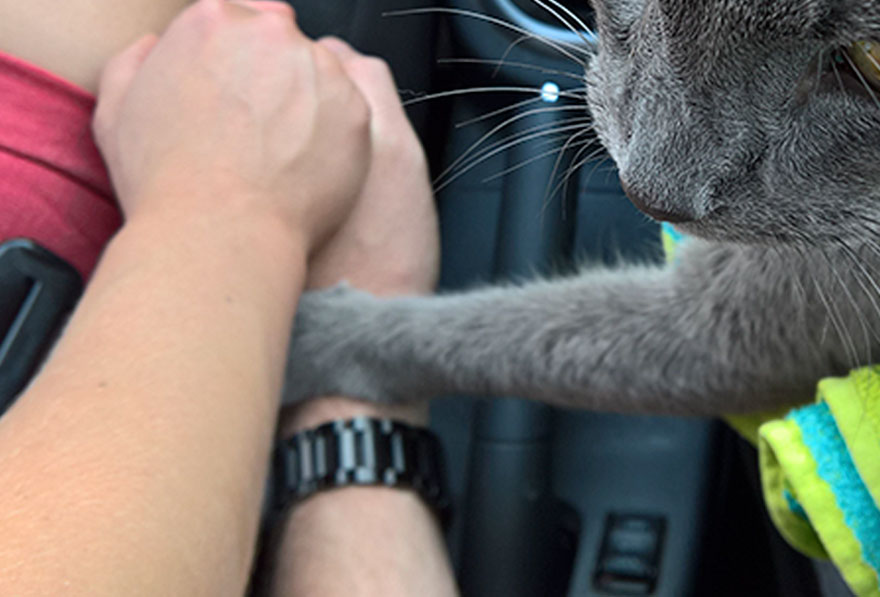 Dying Cat Holds His Owners' Hands On Their Final Trip